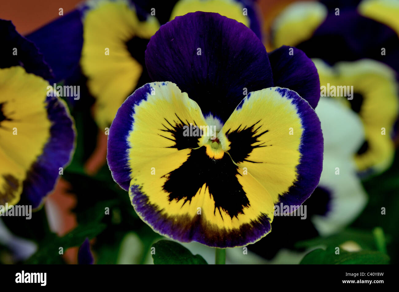 Viola wittrockiana flowers in summer Stock Photo Alamy
