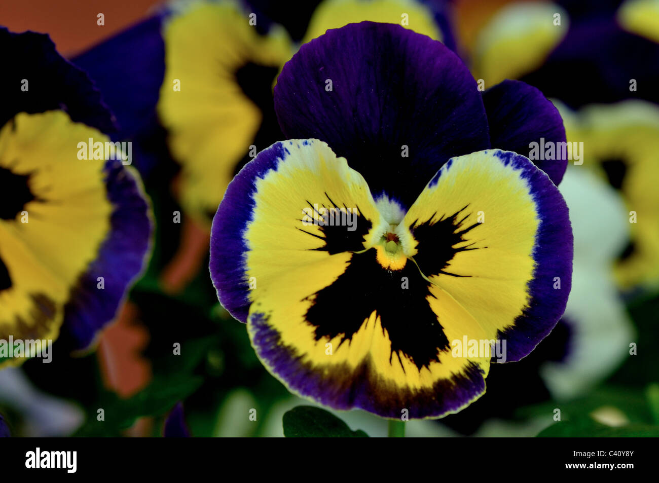 Viola wittrockiana flowers in summer Stock Photo Alamy