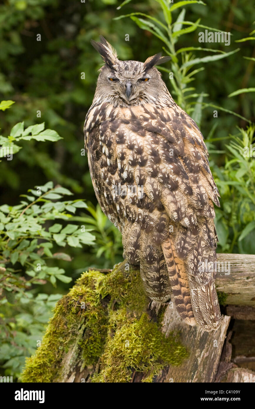 Animal, Germany, Bird, Owl, Strigidae, Strigiformes, Bubo, Bubo Bubo ...