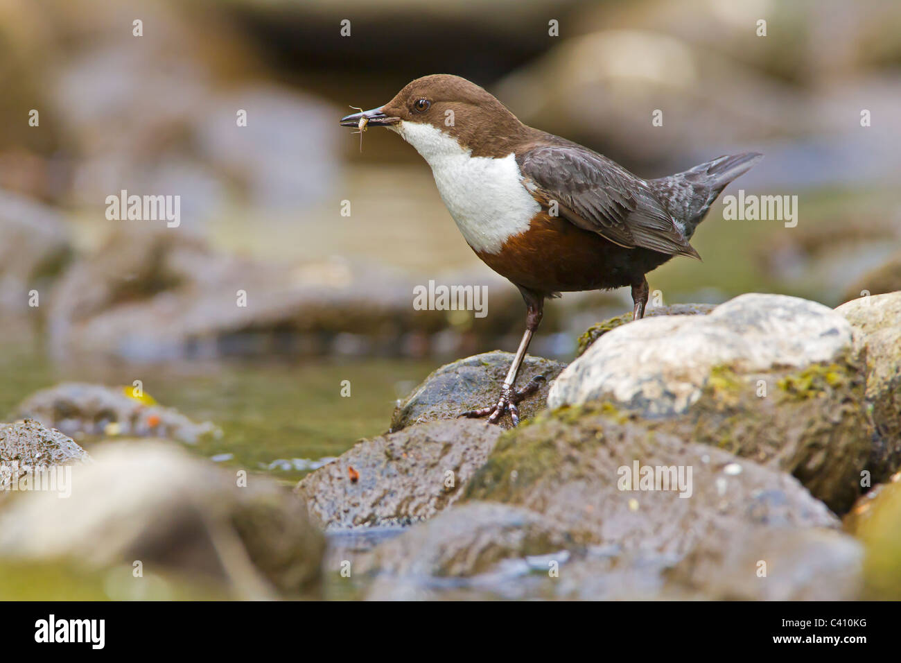 Dipper feeding in a small river. Stock Photo