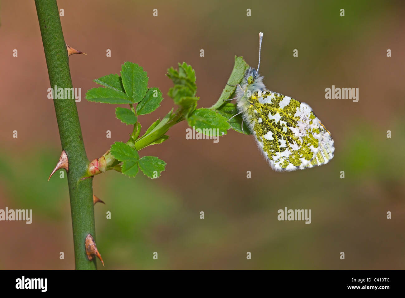 Orange-tip Butterfly with wings closed at rest on a bramble. Stock Photo