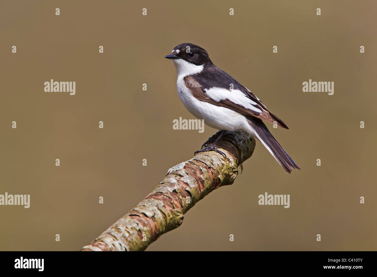 Pied Flycatcher perched on a branch. Stock Photo