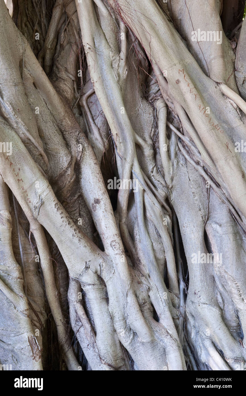 Ficus Fig (Ficus craterostoma) trunk with aerial roots Kirstenbosch ...