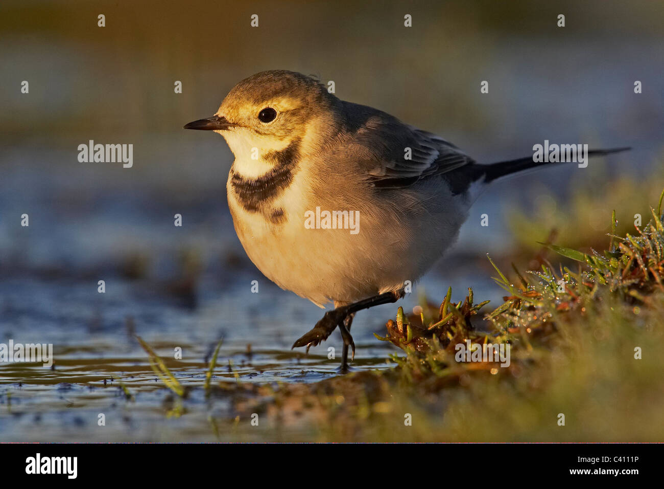 Pied Wagtail, Pied White Wagtail (Motacilla alba), juvenile walking in shallow water. Stock Photo