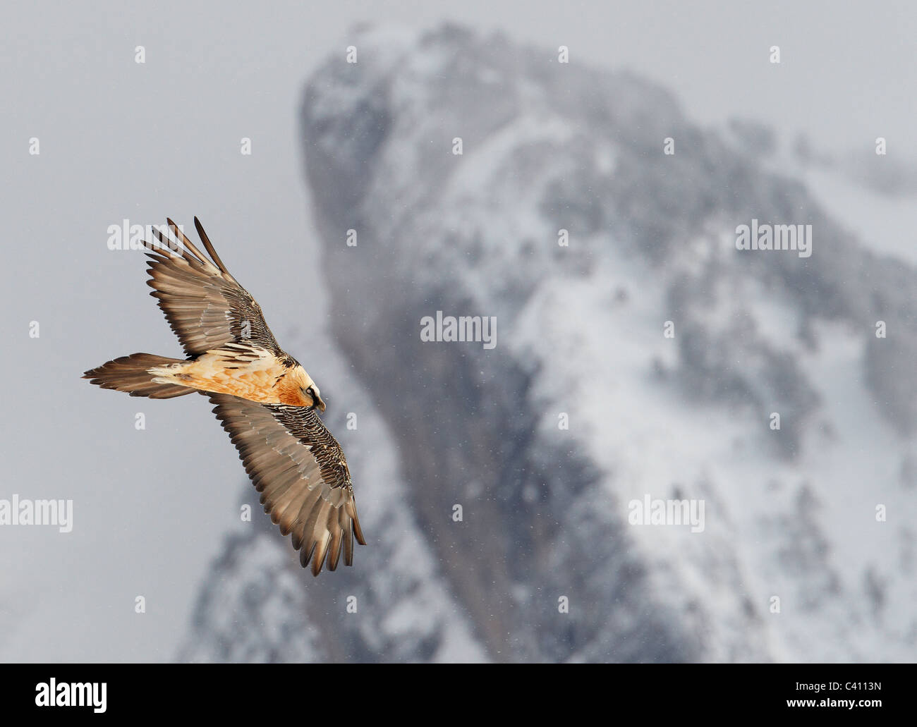 Bearded Vulture, Lammergeier (Gypaetus barbatus). Adult in flight with snowy mountain in background. Stock Photo
