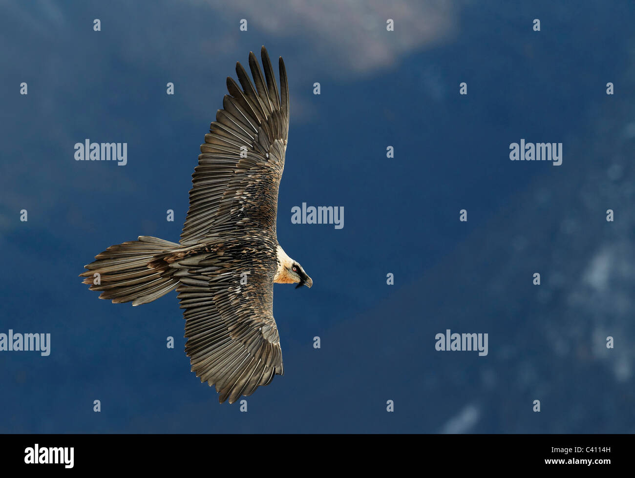 Bearded Vulture, Lammergeier (Gypaetus barbatus). Adult in flight. Spain. Stock Photo