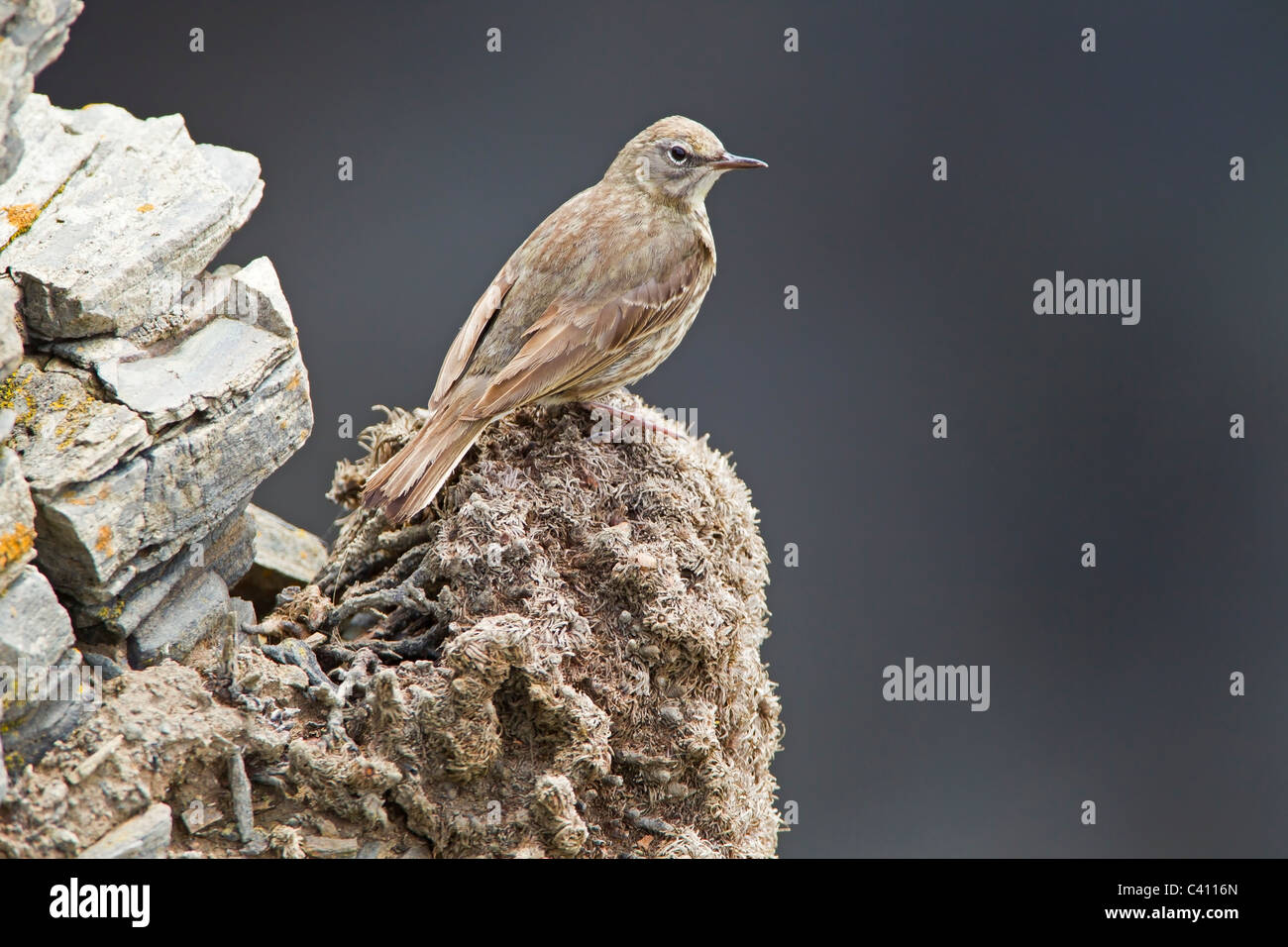 Rock Pipit perched on a cliff outcrop. Stock Photo