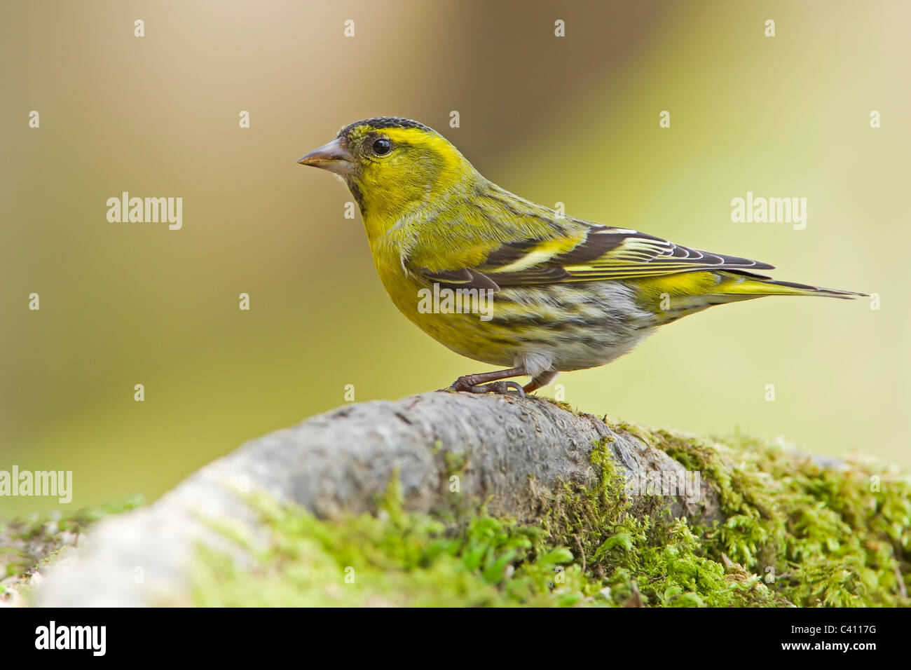 Siskin perched on a tree root. Stock Photo