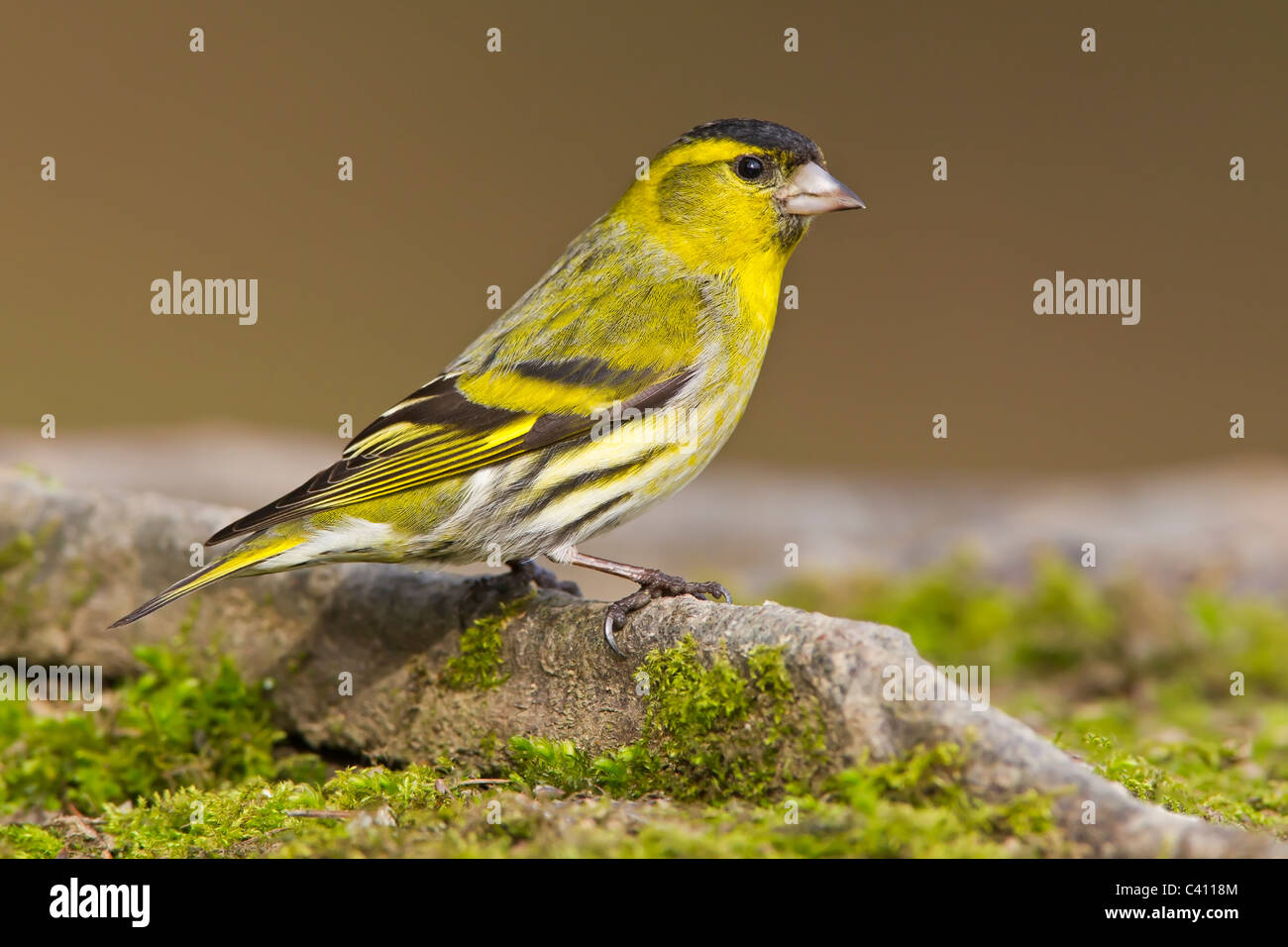 Siskin perched on a tree root. Stock Photo
