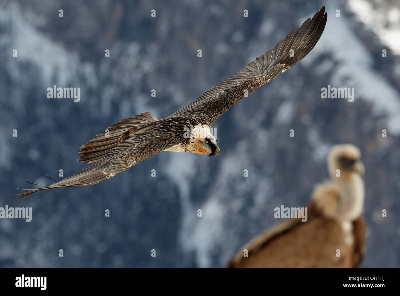 Bearded Vulture, Lammergeier (Gypaetus barbatus). Adult in flight with Griffon Vulture (Gyps fulvus) in background. Spain. Stock Photo