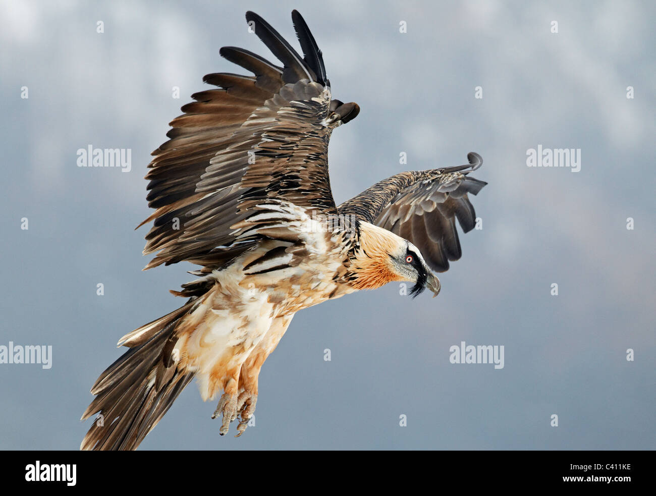 Bearded Vulture, Lammergeier (Gypaetus barbatus). Adult in landing approach. Spain. Stock Photo