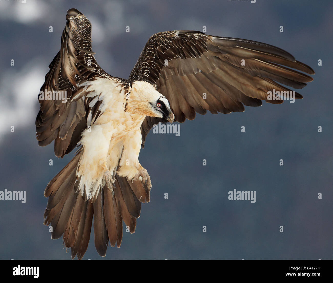 Bearded Vulture, Lammergeier (Gypaetus barbatus). Adult in landing approach. Spain. Stock Photo