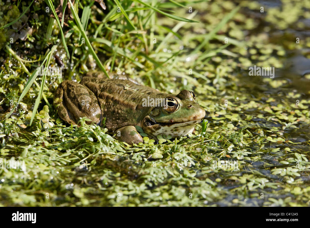 Marsh frog, Rana ridibunda, single frog in water, captive, April 2011 Stock Photo
