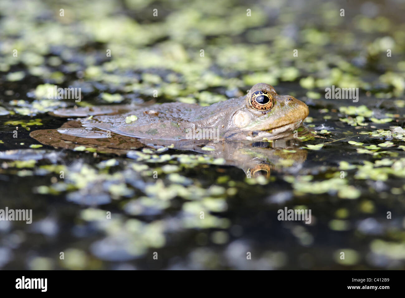 Marsh frog, Rana ridibunda, single frog in water, captive, April 2011 Stock Photo