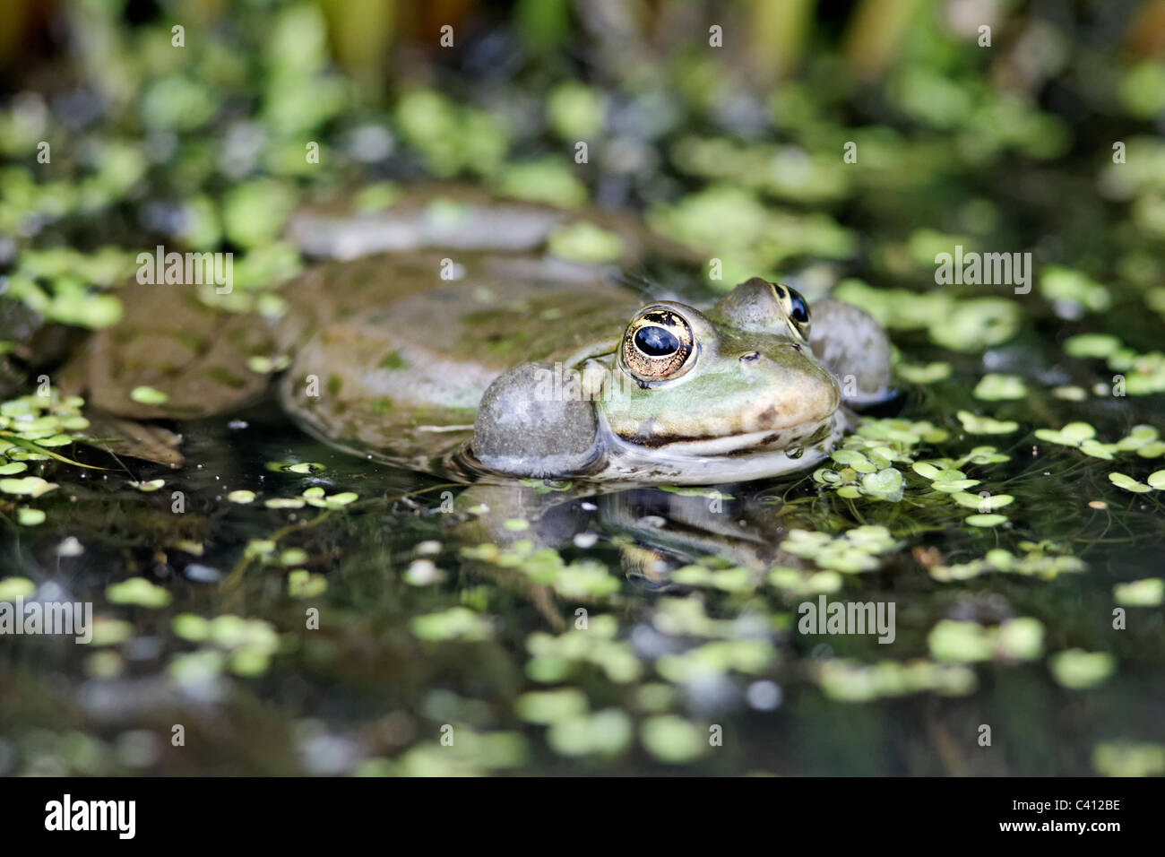 Marsh frog, Rana ridibunda, single frog in water calling, captive, April 2011 Stock Photo