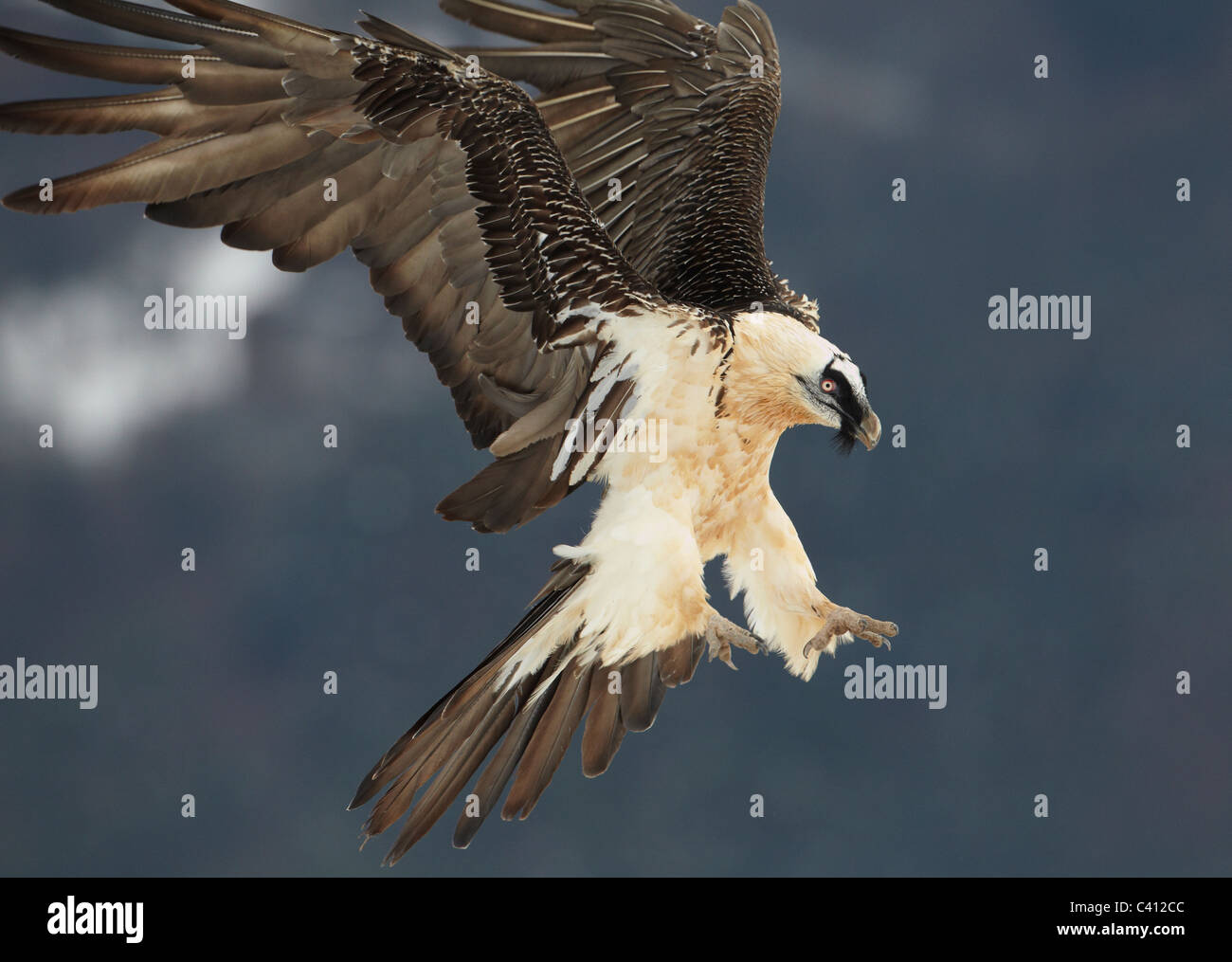 Bearded Vulture, Lammergeier (Gypaetus barbatus). Adult in landing approach. Spain. Stock Photo