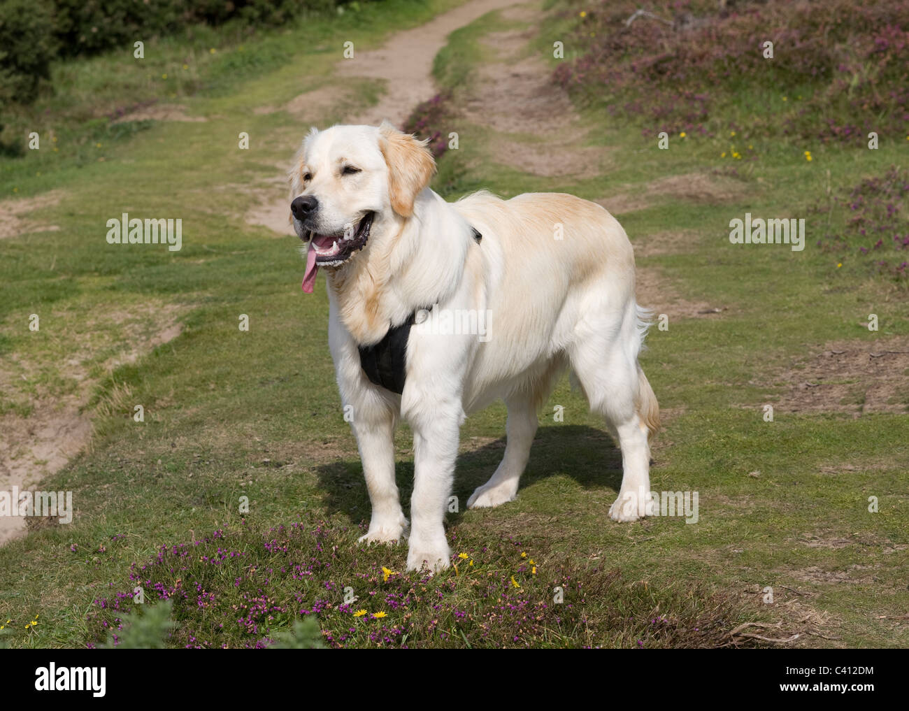 Josh Yorkbeach Golden Seaplane golden retriever puppy 8 months old on