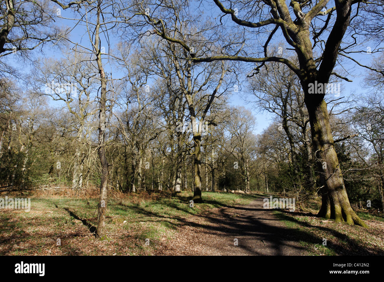 Nagshead RSPB Reserve, Forest of Dean, Gloscestershire, April 2011 Stock Photo