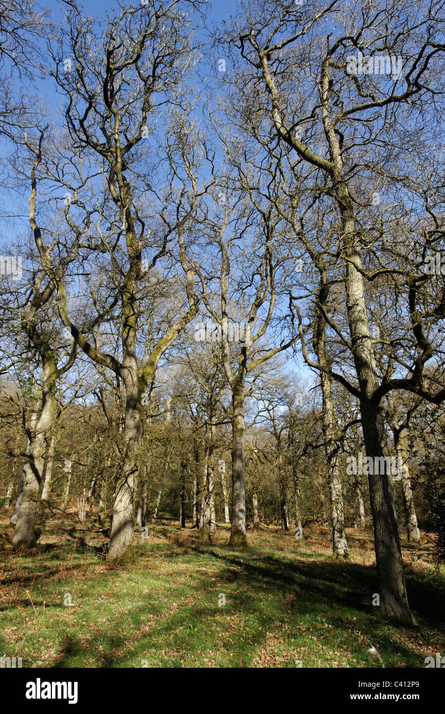 Nagshead RSPB Reserve, Forest of Dean, Gloscestershire, April 2011 Stock Photo