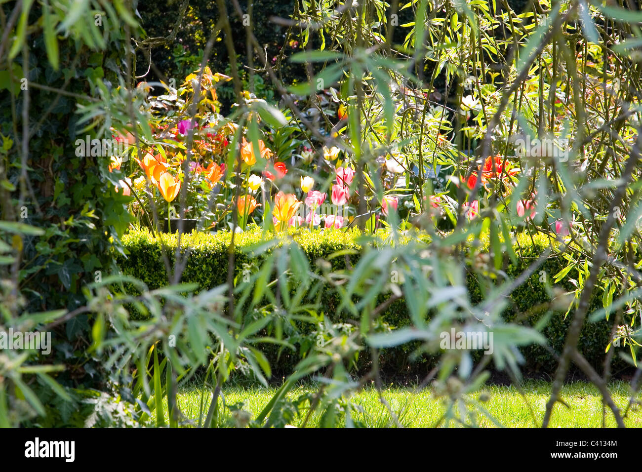 Tulips in full sun behind a willow tree Stock Photo