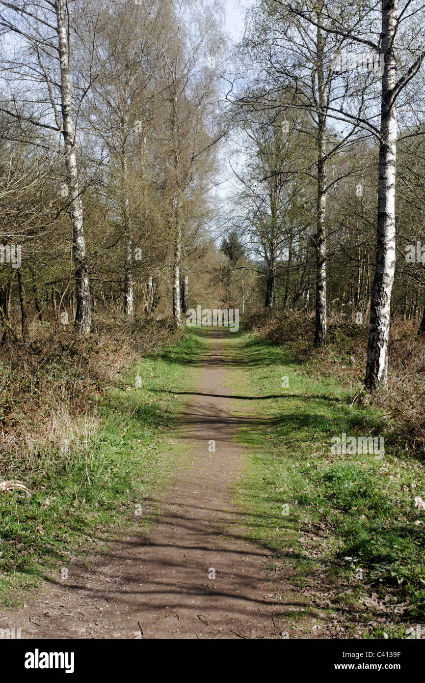 Nagshead RSPB Reserve, Forest of Dean, Gloscestershire, April 2011 Stock Photo