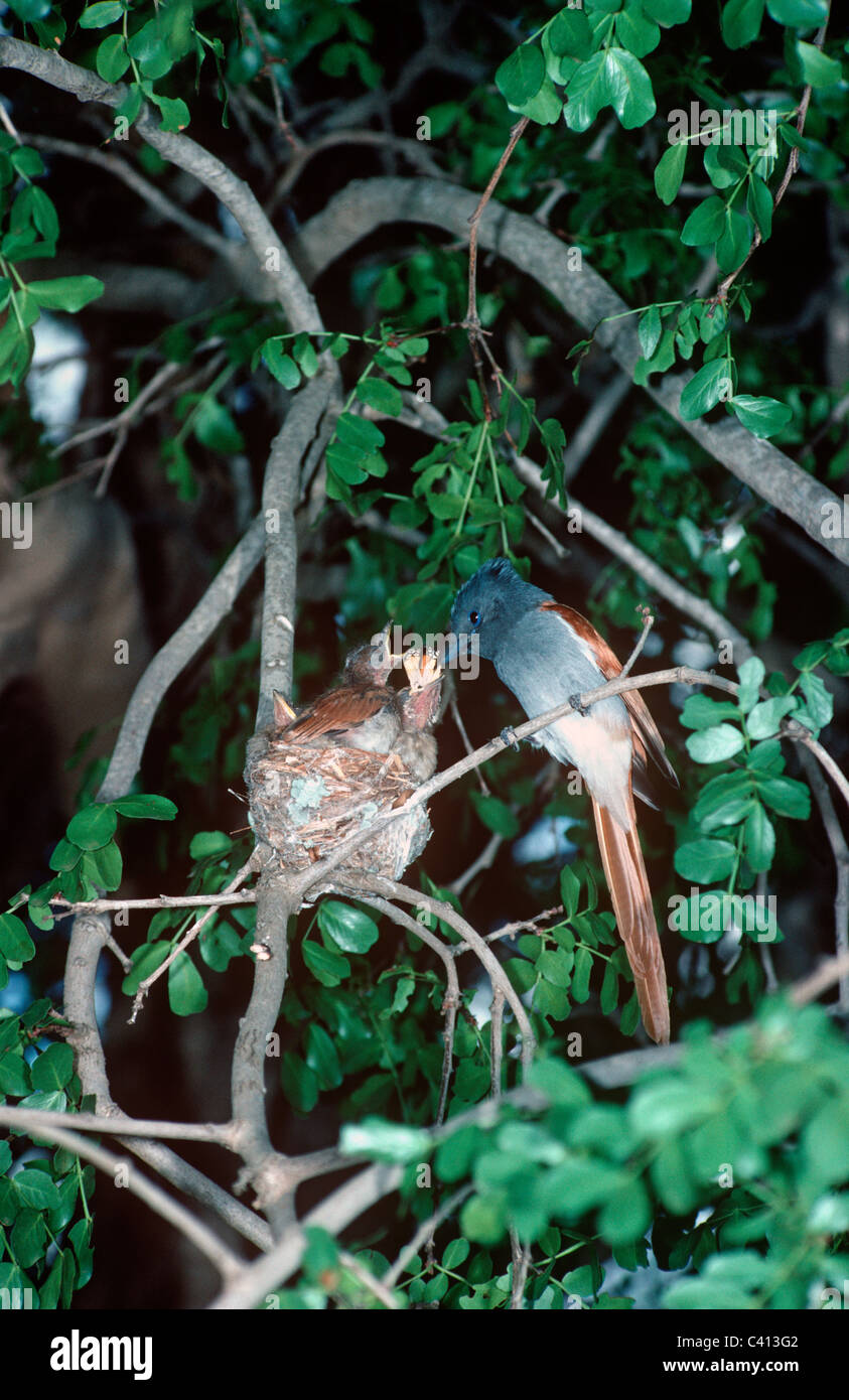 African Paradise flycatcher (Terpsiphone viridis: Muscicapidae) male feeding a distasteful butterfly to chick, South Africa Stock Photo