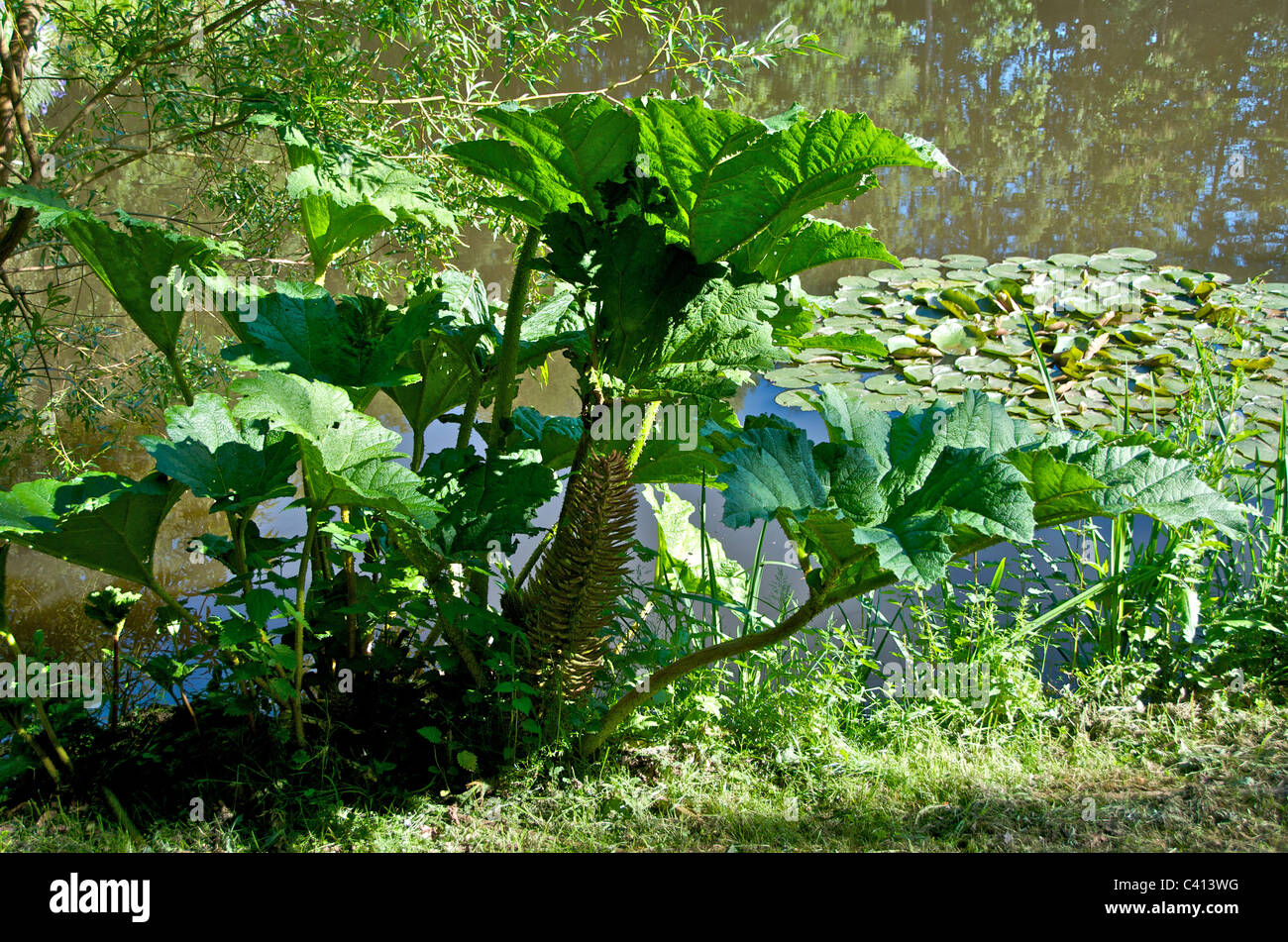 Gunnera manicata, or giant rhubarb, a native of Brazil, is an ornamental plant in the Gunneraceae family. Stock Photo