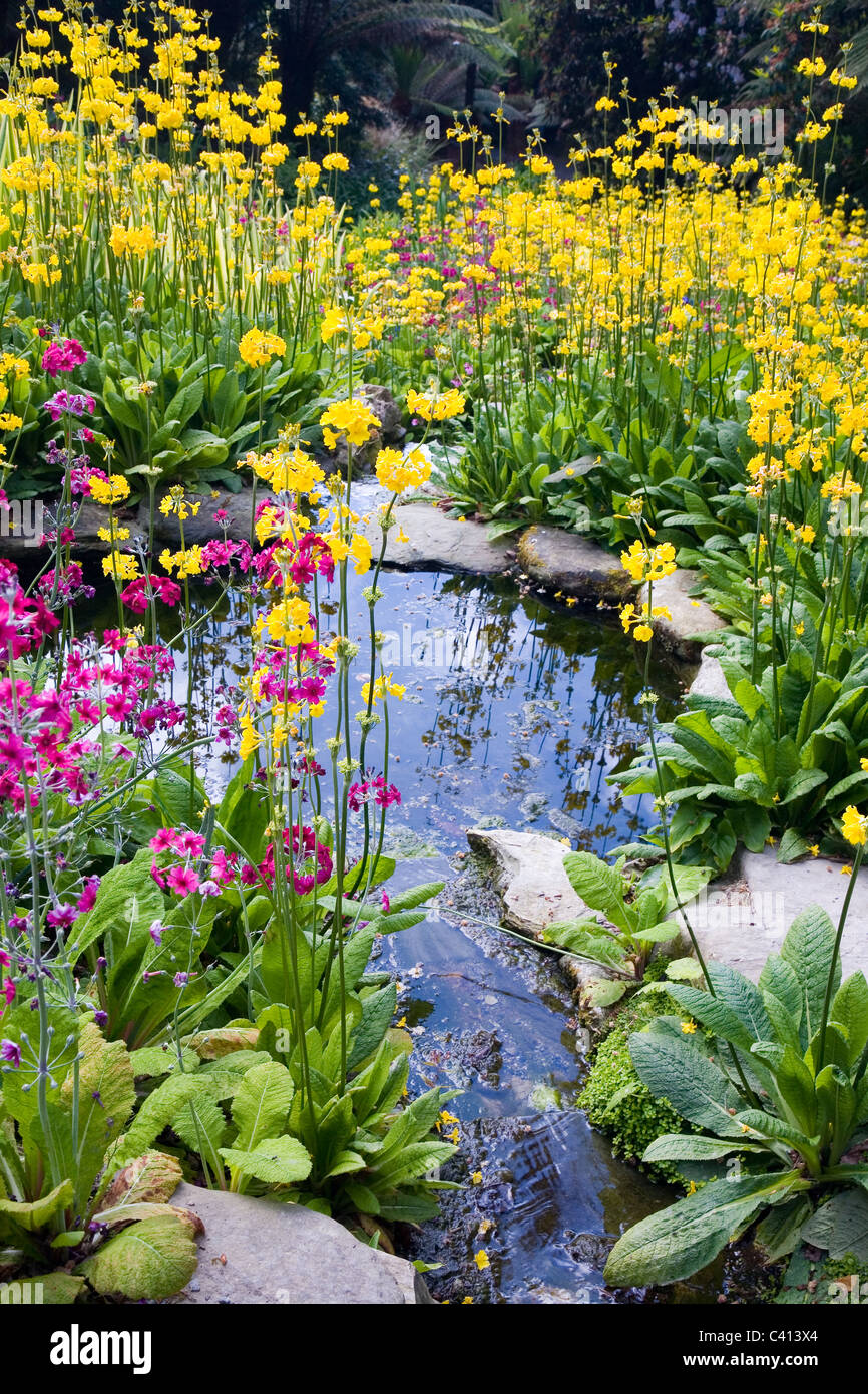 Candelabra Primulas planted around a garden pond Stock Photo
