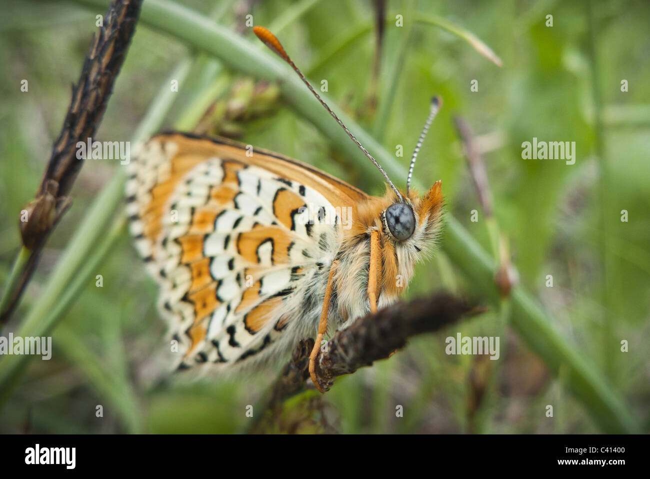 butterfly on blade of grass Stock Photo - Alamy