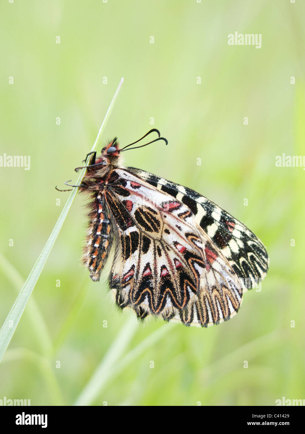 brightly colored butterfly on blade of grass Stock Photo - Alamy