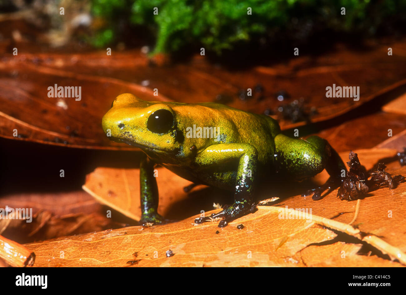 Bicoloured poison dart frog, Phyllobates bicolor, South America Stock Photo