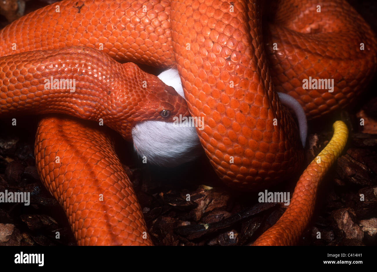 Cuban wood snake, orange form, Tropidophis melanurus, eating, Cuba Stock Photo