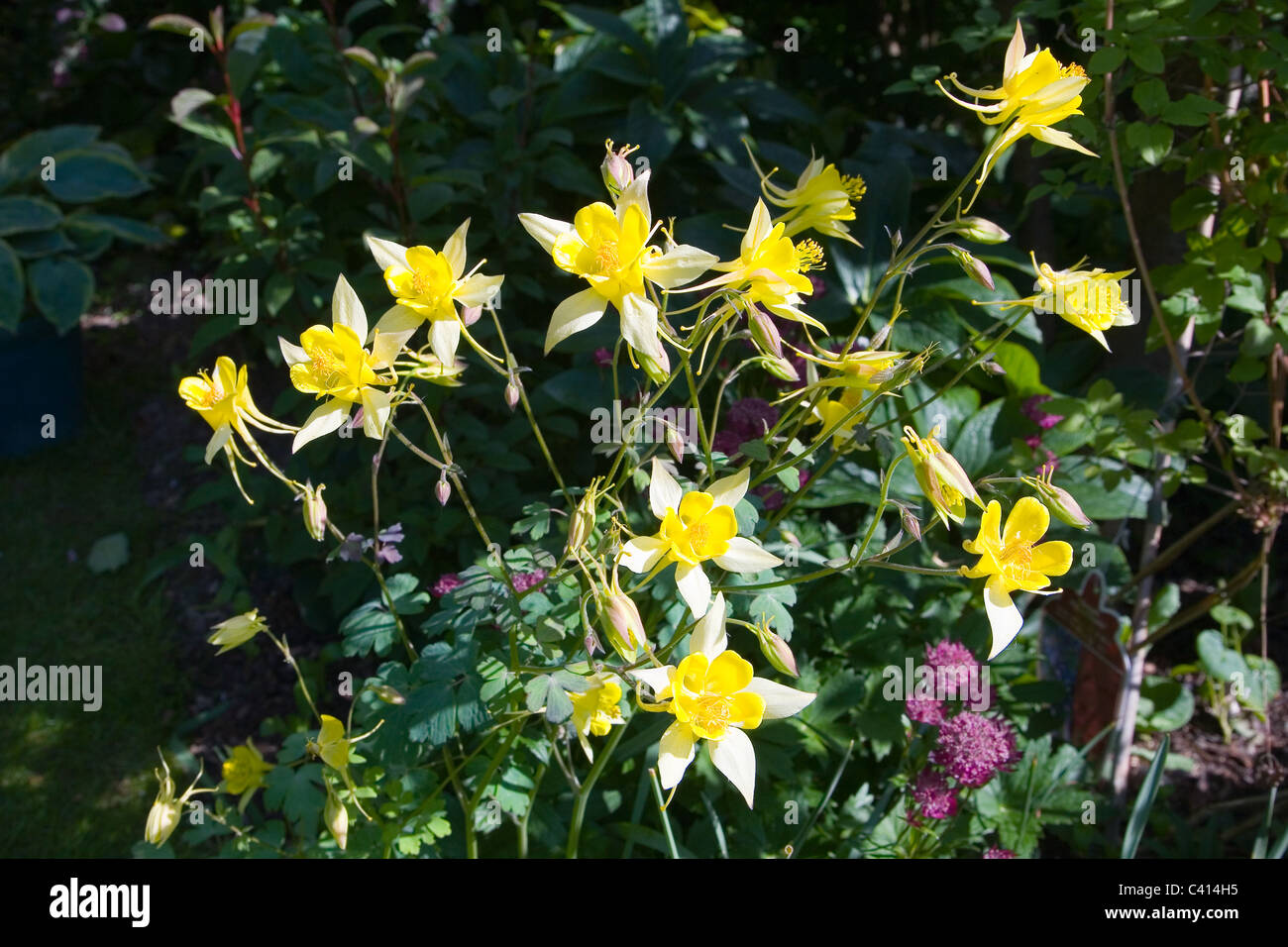 Aquilegia Chrysantha, Yellow Queen. Stock Photo