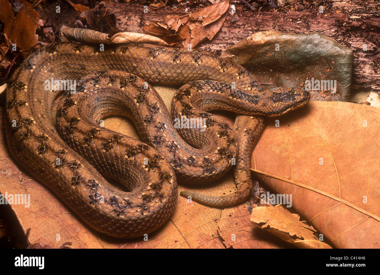 Cuban wood snake, Tropidophis melanurus, Cuba Stock Photo