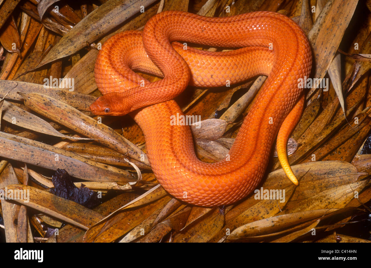 Cuban wood snake, orange form, Tropidophis melanurus, Cuba Stock Photo
