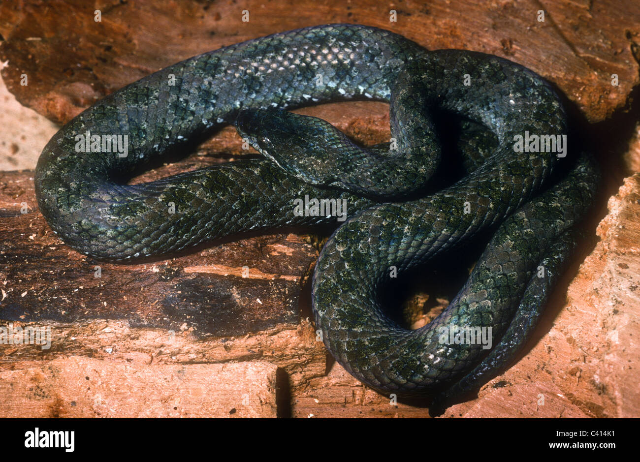 Haitian wood snake, Tropidophis haetianus, Stock Photo