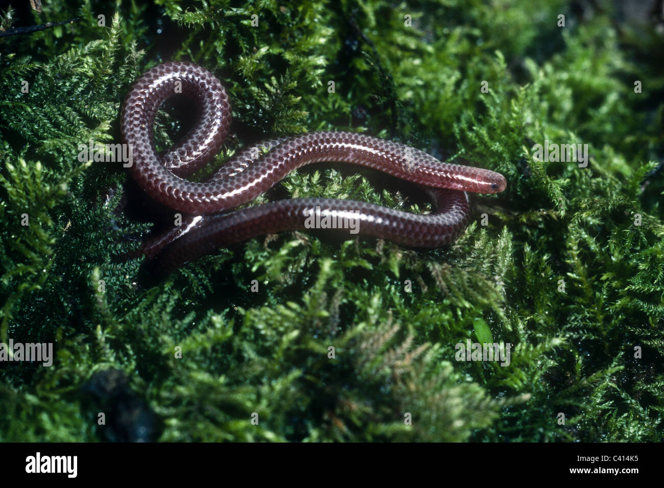 Texas blind snake, Leptotyphlops dulcis, Austin, USA Stock Photo