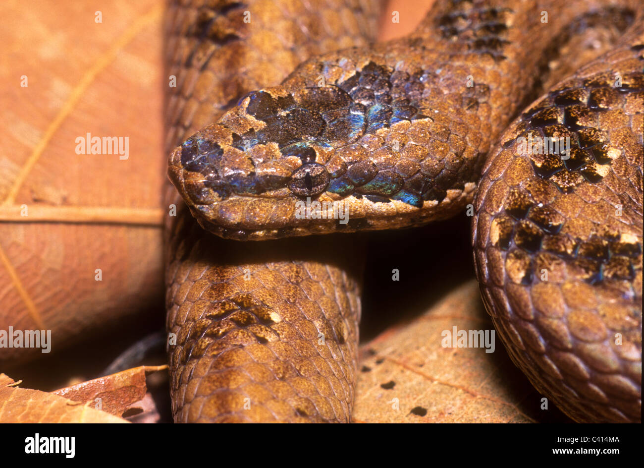 Cuban boa, Epicrates angulifer, this snake is threatened with extinction  Stock Photo - Alamy