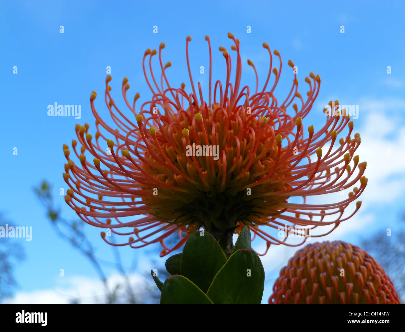 Red PIncushion Proteia Stock Photo - Alamy