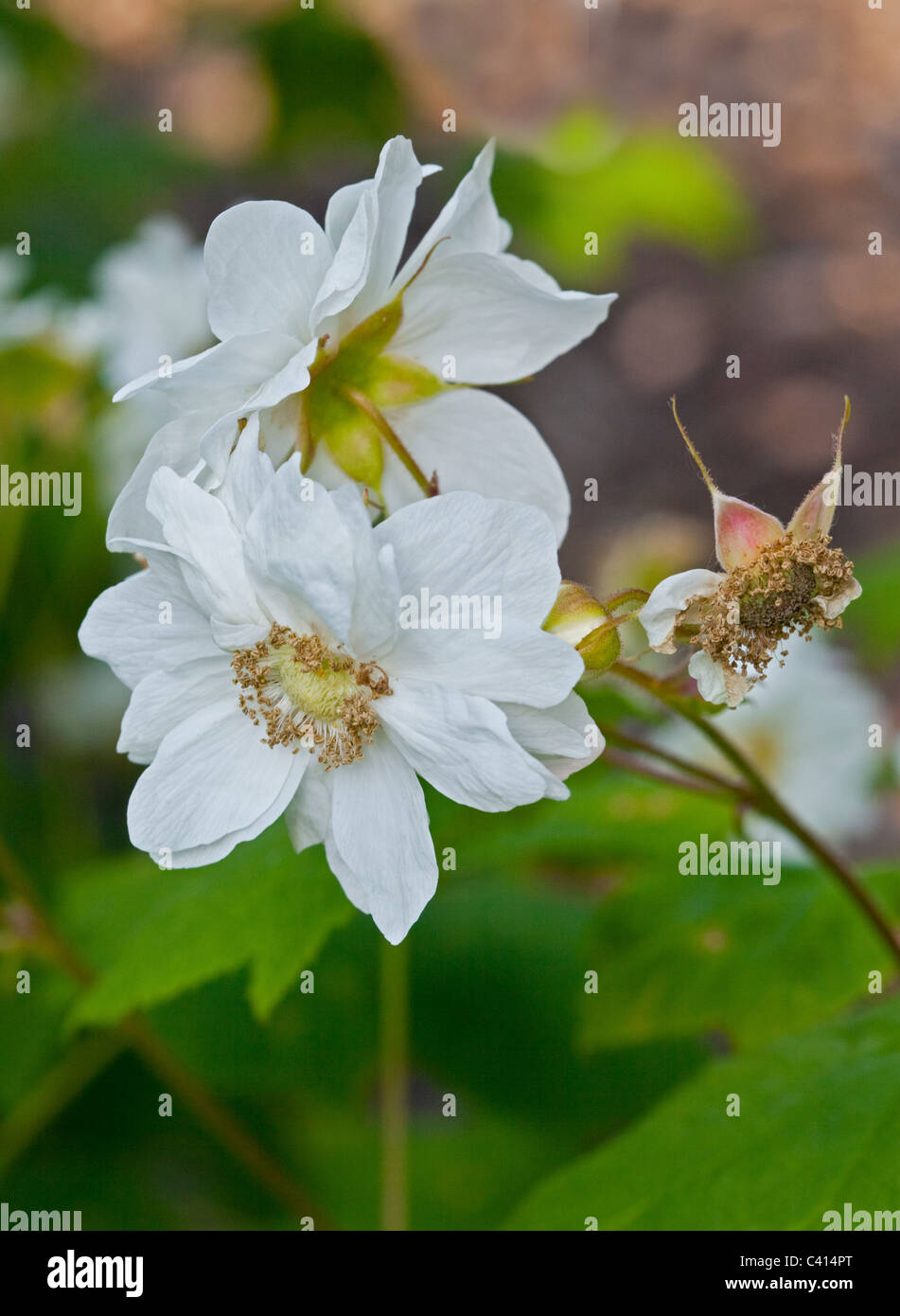 Rubus Parvifolius (native raspberry/small-leaf bramble) Stock Photo
