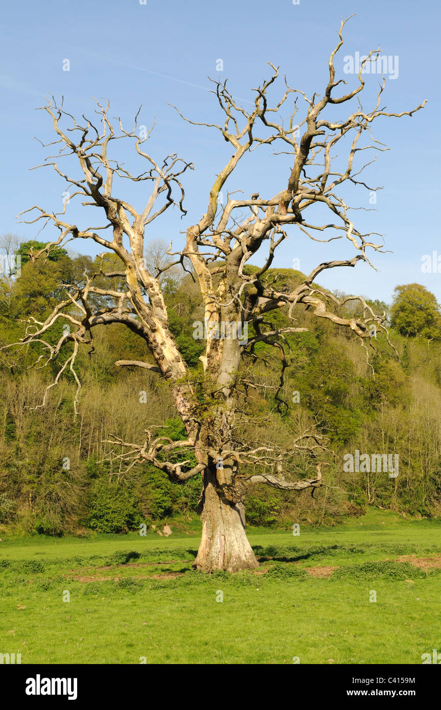 Dead oak tree hires stock photography and images Alamy