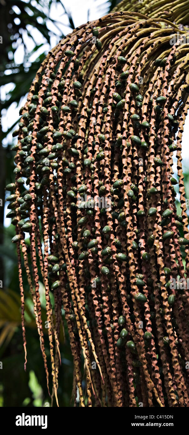 Closeup of Amargo Palm Fruits Growing in the Singapore Botanic Gardens