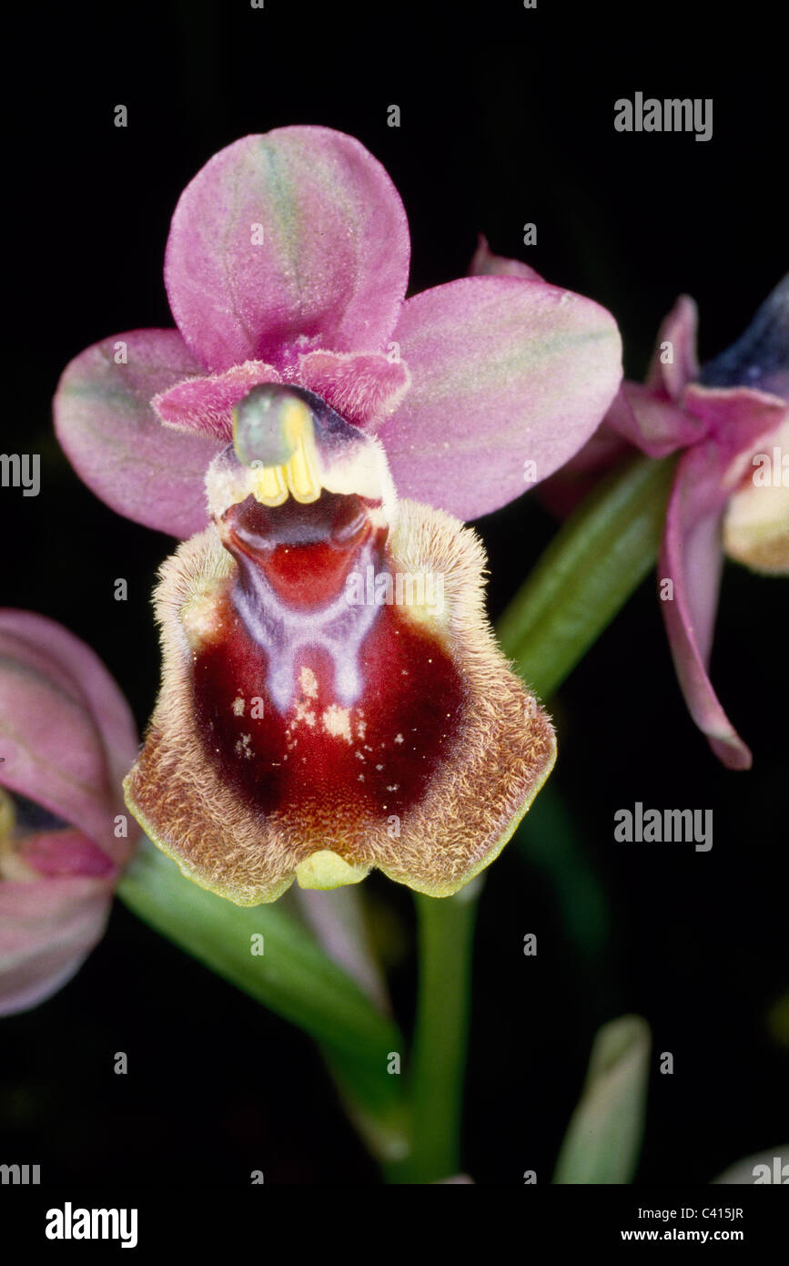 Labellum Insects Labellum adaptation to mimic insect hi-res stock photography and images ...