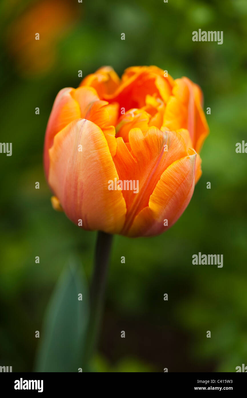 Tulipa 'Orange Princess' in bloom Stock Photo