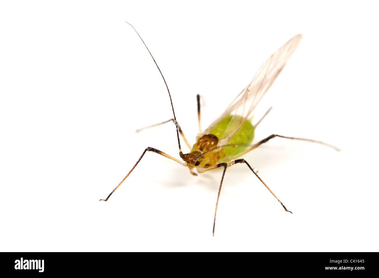 An aphid - winged form - on a white background Stock Photo