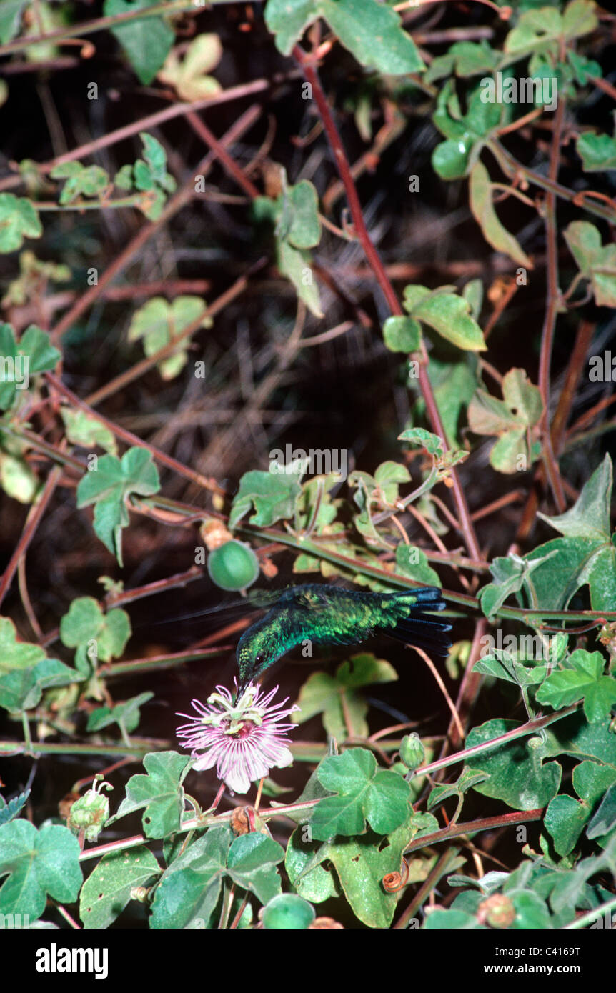 Blue-tailed emerald hummingbird male (Chlorostilbon mellisugus: Trochilidae) taking nectar from a passion flower, Bonaire Stock Photo