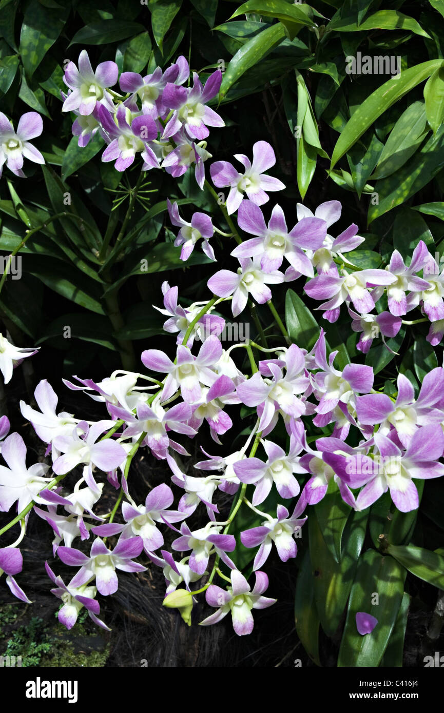 Orchid Flowers in the National Orchid Garden Singapore Republic of
