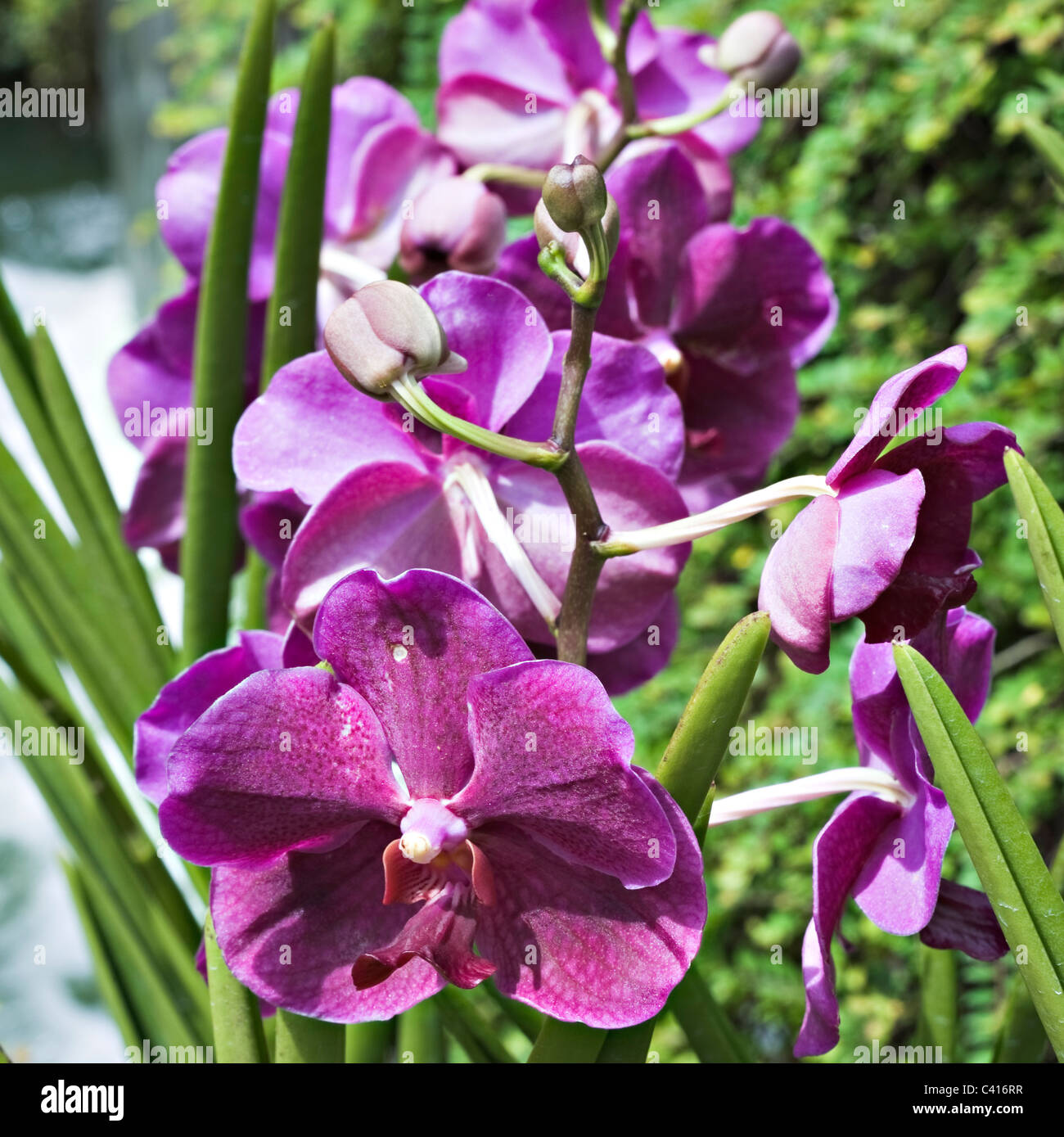 Orchid Flowers in the National Orchid Garden Singapore Republic of Singapore Asia Stock Photo