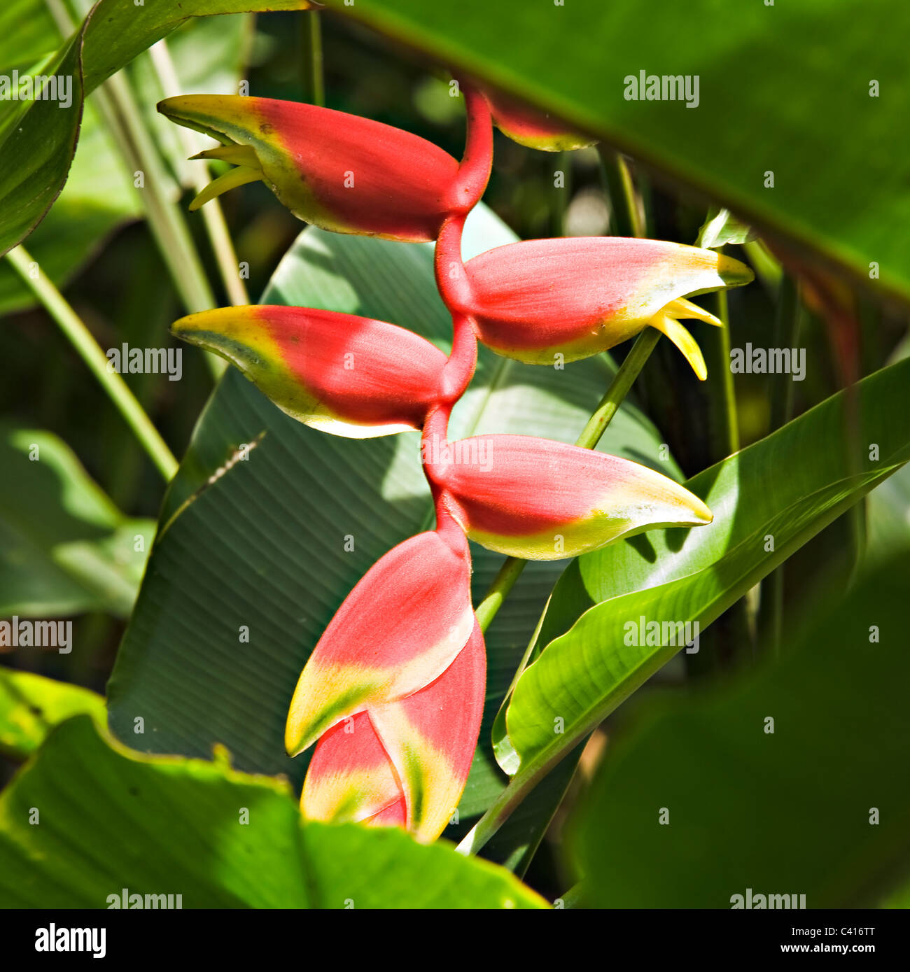 Red and Yellow Heliconia Flowers Growing in the National Orchid Garden ...