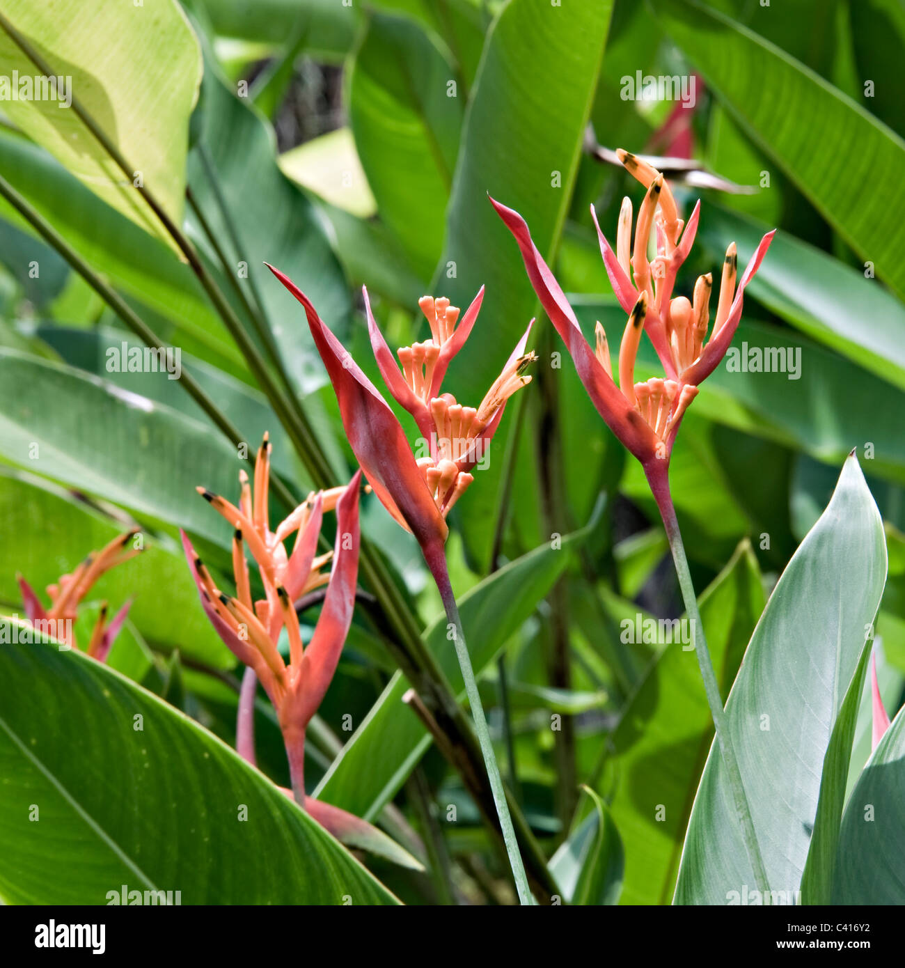 Red and Yellow Heliconia Petra Flower Growing in The Botanic Gardens Singapore Republic of Singapore Asia Stock Photo